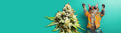 Cannabis Seeds Missouri Your Guide to Local Seed Varieties Cannabis Seeds Missouri Your Guide to Local Seed Varieties